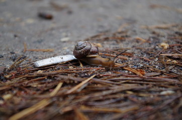 A snail and a cigarette butt