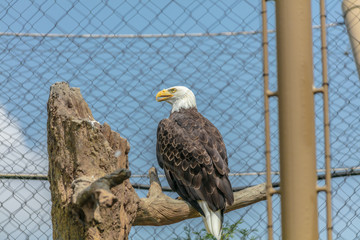 Eagle at Buffalo Zoo