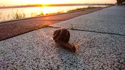 snail on sidewalk next to lake at sunrise