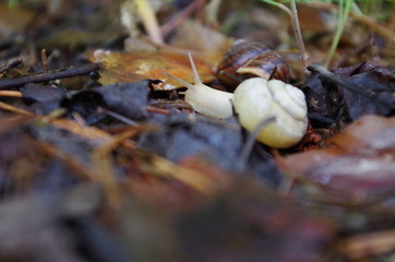 White snail on brown forest surface
