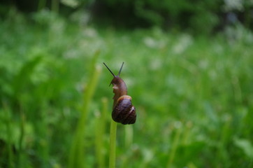 Brown snail on top of a straw