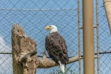 Eagle at Buffalo Zoo