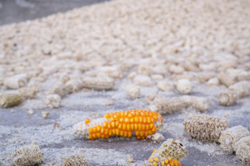 Dry corncob on a melted dry corncob,Corn pods that have been seeded.
