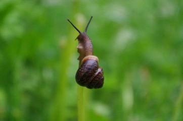 Brown snail on top of a straw with green background