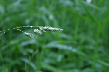 Grass strand with dewdrops