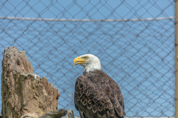 Eagle at Buffalo Zoo