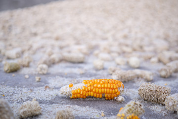 Dry corncob on a melted dry corncob,Corn pods that have been seeded.