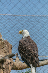 Eagle at Buffalo Zoo