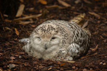 white owl lying in the ground