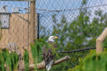 Bald eagle at Buffalo Zoo