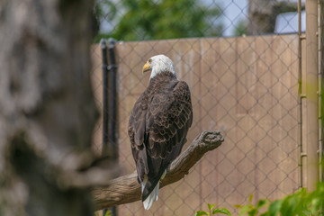 Bald eagle at Buffalo Zoo