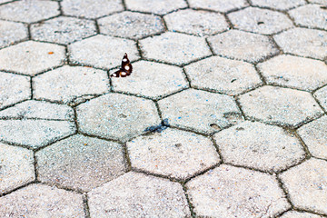 Butterfly gliding over paving stones