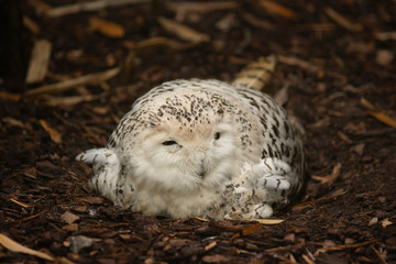 white owl lying in the ground