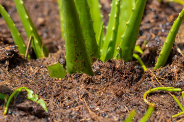 Close up of a young Aloe Vera plant in soil