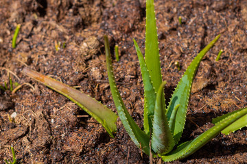 Side view of a young Aloe Vera plant in soil