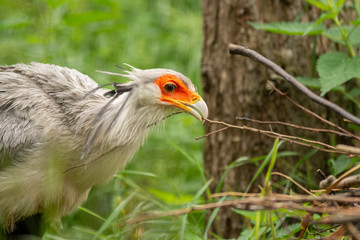 exotic bird in pairi daiza