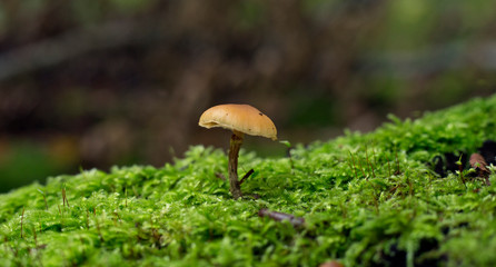 Mushroom on a tree trunk with moss.