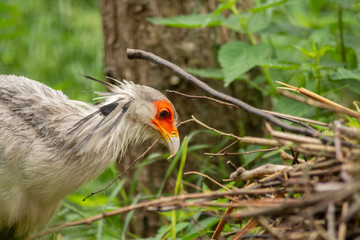 exotic bird in pairi daiza