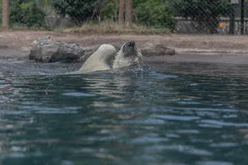Polar bear at Buffalo Zoo