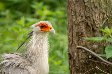 exotic bird in pairi daiza