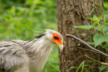 exotic bird in pairi daiza