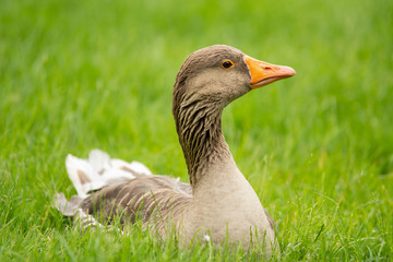 goose lying down in the grass