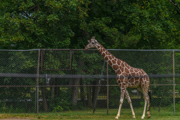 Giraffe at Buffalo Zoo