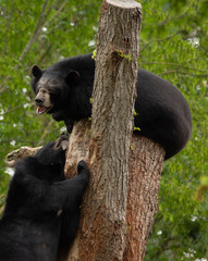 Obraz premium couple of himalayan bears on a tree