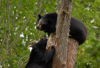 Obraz premium couple of himalayan bears on a tree