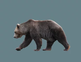 Foto op Plexiglas European brown bear in motion. © photoobject