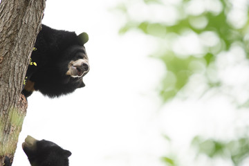 Himalayan bear climbing a tree