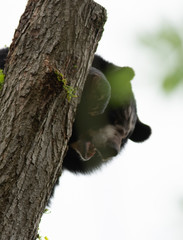 Himalayan bear climbing a tree