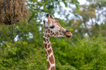 Giraffe at Buffalo Zoo