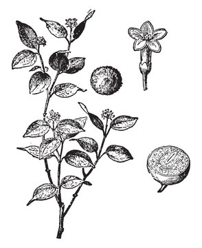 Nux-vomica vintage illustration.