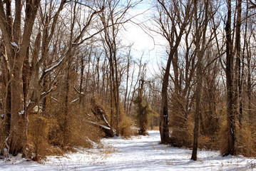 Fototapeta na wymiar Snowy path through the woods