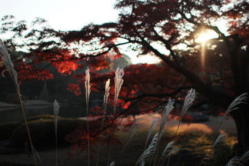 Japanese silver grass shines by sunset backlight