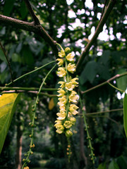 Flowers in Bogor Botanical Garden