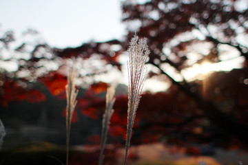 Japanese silver grass shines by sunset backlight
