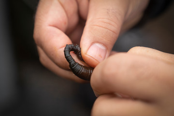 Closeup of man's hands baiting a fishing hook with black lugworm