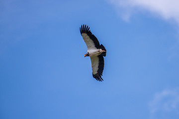 King Vulture photographed in Linhares, Espirito Santo. Southeast of Brazil. Atlantic Forest Biome. Picture made in 2013.