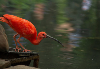 scarlet ibis drinking water