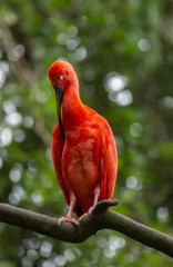scarlet ibis on a tree