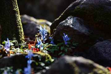 산속의 야생화 현호색