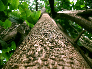 Flowers in Bogor Botanical Garden