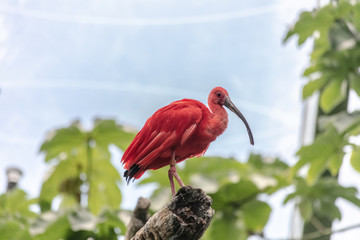 Bird Tropical at Buffalo Zoo