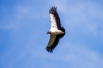 King Vulture photographed in Linhares, Espirito Santo. Southeast of Brazil. Atlantic Forest Biome. Picture made in 2013.