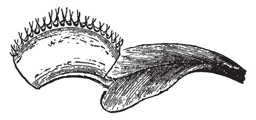 Venus Fly-trap vintage illustration. © Morphart