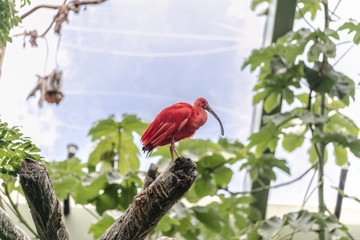 Bird Tropical at Buffalo Zoo