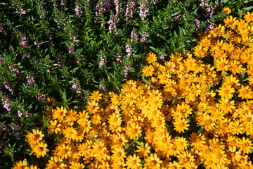 Half purple and half yellow flower gardening in day time light stock photo
