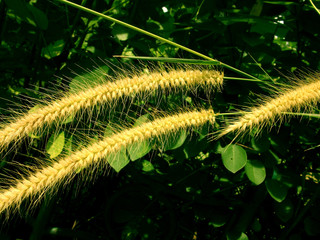 Flowers in Bogor Botanical Garden